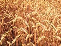AGR_AGR-Email-module-200x152-wheat-fields.jpg