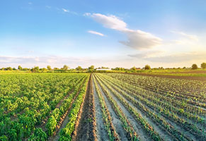 FER-Email module-291x200-SSAll.1511776019.Agriculture-panoramic-view-farming.20.jpg