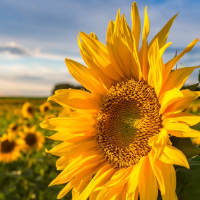 NET_agriculture 200 x 200.png