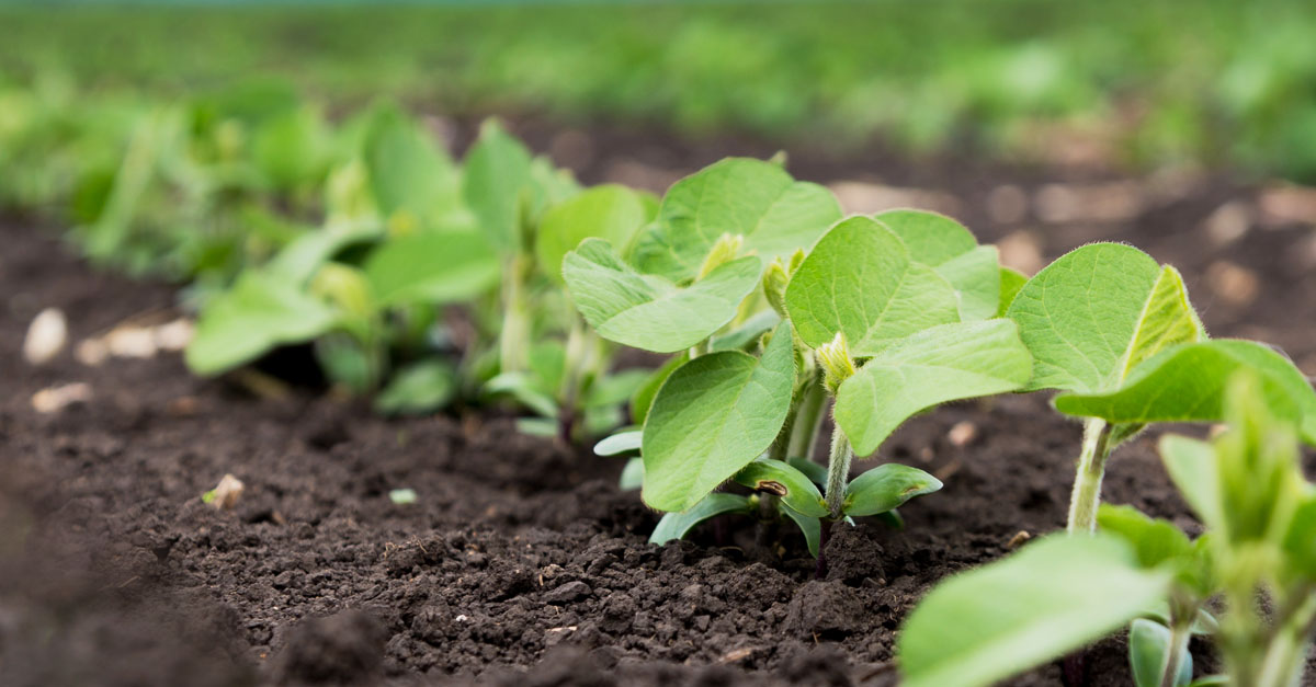 PGE_Product_ArgusBiofuelsAnalyticsPage_SocialMediaPlain1200x627 (1).jpg