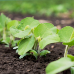 PRO_150x150 - biofuels.png