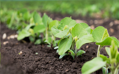 PRO_Biofuels Analytics_400x250.png