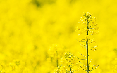 PRO_Biofuels Fwd Curves_400x250.png